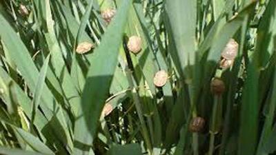 مبارزه علیه سن گندم به ۲ میلیون و ۶۵۰ هزارهکتار رسید