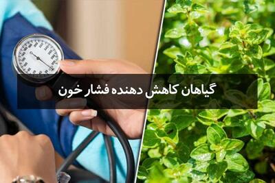 ۱۰ گیاهی که می‌توانند فشارخون را کاهش دهند(اینفوگرافی)