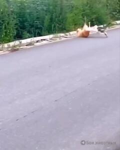 فیلم حمله ناگهانی گربه به سگ