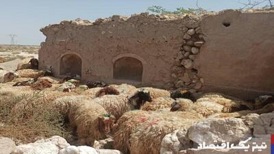 قیمت دام زنده امروز ۲۵ تیر ۱۴۰۴