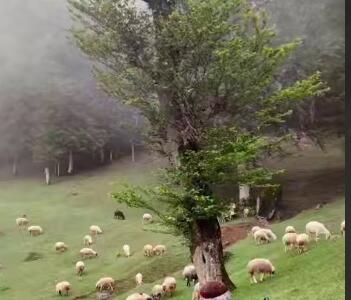 آرامش در ییلاق سنگده رضوانشهر گیلان