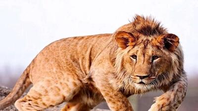 بررسی تخصصی علت تلف شدن شیر نر بالغ در الیمالات نور و آغاز روند اقدامات قانونی