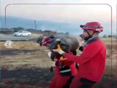 نجات گوسفند گرفتار مانده در آتش