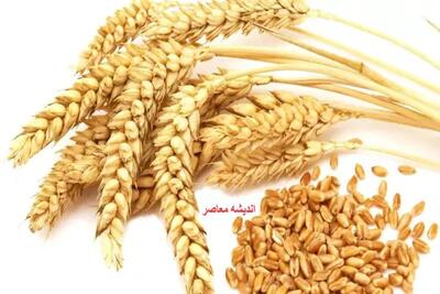 جزئیات افزایش قیمت گندم در کشور/ قیمت جدید گندم اعلام شد(۲۷ تیر)