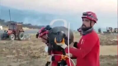 نجات گوسفند گرفتار مانده در آتش (فیلم)