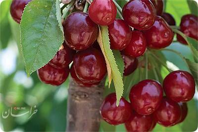 فواید شیرین یک میوه ترش برای قلب