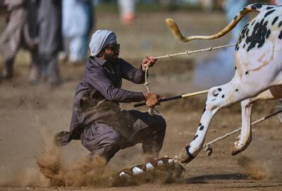 گاو بازی در پاکستان