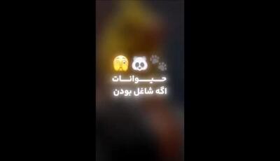 حیوانات اگه شاغل بودن