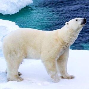 در کمین زندگی / رازهای بقا از دیدگاه شکارچی و شکار