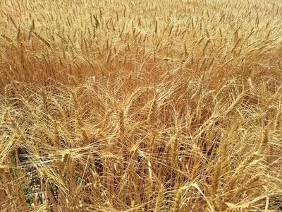 آخرین خبر از زمان پرداخت مطالبات گندمکاران امروز جمعه ۲۷ تیر ماه ۱۴۰۴ + اخبار خرید تضمینی گندم