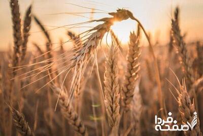 جدیدترین خبر از پرداخت مطالبات گندمکاران جمعه ۲۷ تیر | قیمت جدید گندم مشخص شد