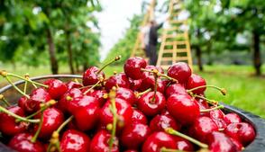 آذربایجان شرقی؛ دومین قطب تولید آلبالو کشور با بیش از ۱۵ هزار تن محصول