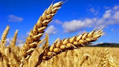 پرداخت ۳۳ درصد مطالبات گندمکاران خراسان جنوبی