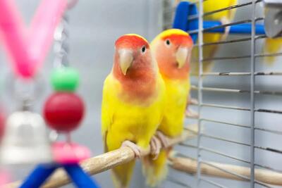 معنی حرکات و صداهای طوطی برزیلی