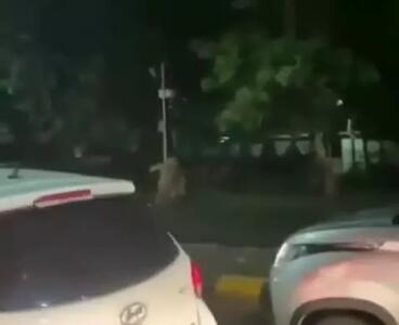 گربه‌های خیابانی در گجراتِ هند در حال شکار گاو!