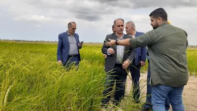 اجرای خشکه کاری برنج به روش آبیاری قطره‌ای در بابلسر