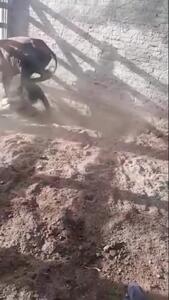 فیلم مسابقه قدرت بین انسان و گاو