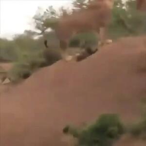 فیلم حمله مرگبار شیرها به توله کفتار