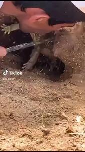 فیلم / شکار جالب مارمولک توسط پسر عرب