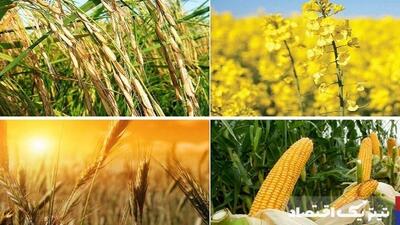 قیمت خرید تضمینی محصولات اساسی تا پایان تیرماه تعیین تکلیف می‌شود؟
