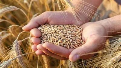 مطالبات گندمکاران خوزستانی چه زمانی پرداخت می‌شود؟