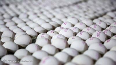 زیان صنعت مرغداری به ۲ هزار میلیارد تومان رسید