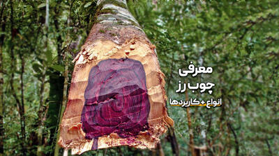 راز درون چوب؛ گنجی که طلا را شرمنده می‌کند+فیلم