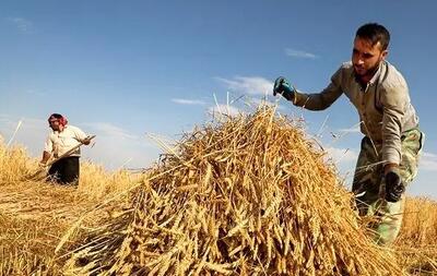 تکرار تراژدی عدم پرداخت مطالبات گندمکاران