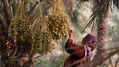 گزارش تصویری/ صبحانه بیست و نهمین روز تیرماه ۱۴۰۴