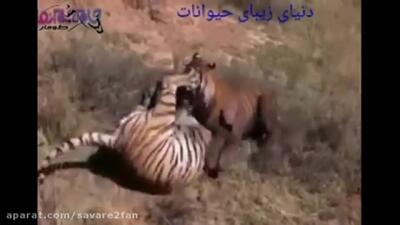 فیلم جنگ بر سر قلمرو بین دو ببر غول‌پیکر