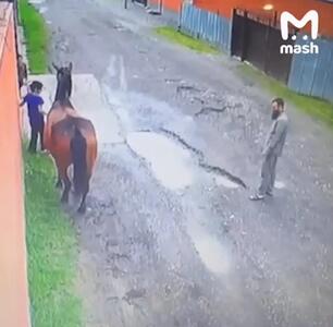 فیلم بازگشت معجزه‌آسای اسب فروخته‌شده به خانه قدیمی