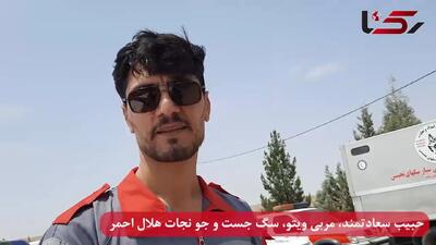 عاشق آب بازی‌اند، شکمو و قهرمان؛ سگ های جست و جویی که قلبشان برای نجات می تپد + فیلم