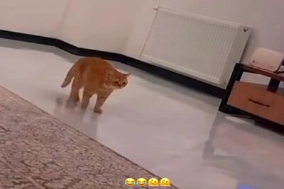 صحنه خندان؛ واکنش گربه فلک زده به فوتبال نگاه کردن صاحبش میبرتت عرش اعلاء