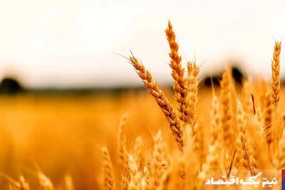 خبر مهم درباره قیمت جدید گندم/ گندمکاران حتما بخوانند