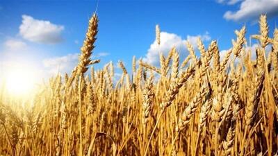 خرید تضمینی بیش از ۸۵ هزار تن گندم در آذربایجان شرقی