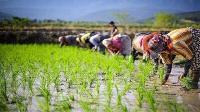بیمه رایگان زنان سرپرست خانوار در روستاها/ حدود ۹ میلیون روستایی فاقد بیمه‌ هستند