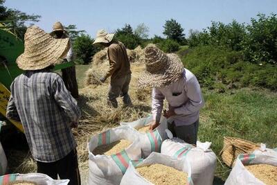 ذخیره بیش از ۲ هزار تن برنج در گلستان ثبت شد