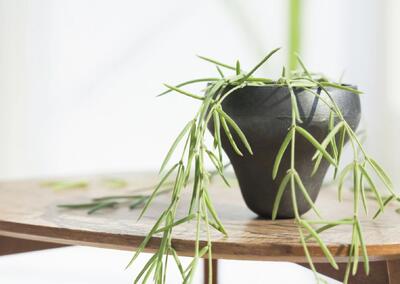 نگهداری و مراقبت از کاکتوس ریپسالیس، گیاهی متفاوت