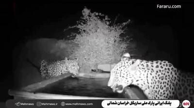 ببینید؛ آب خوردن دو پلنگ در پارک ملی ساریگل