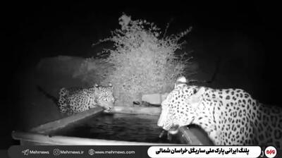 پلنگ ایرانی بار دیگر در ساریگل خودنمایی کرد