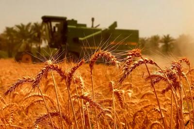 نرخ منطقی خرید تضمینی گندم در سال زراعی جدید کیلویی چند؟