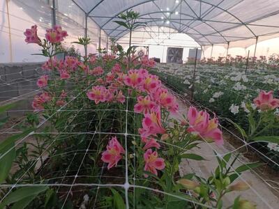 راه‌اندازی گلخانه تخصصی آلسترومریا در دانشگاه مراغه با فناوری کشت نوین