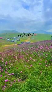 3. فیلم منظره رویایی از دشت بنفش گل‌ها در رودبار