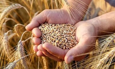 خبر جدید درباره پرداخت مطالبات گندمکاران
