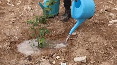 احیای کامل نیل کوه در گالیکش حدود ۵ سال آینده
