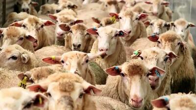 کاهش شدید قیمت دام زنده