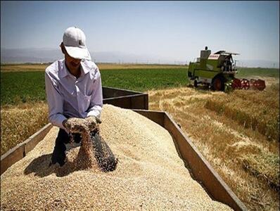 ابرکوه در جایگاه اول خرید تضمینی گندم در استان یزد