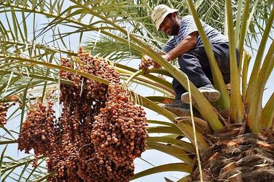 آغاز برداشت خرمای شهرستان رودان