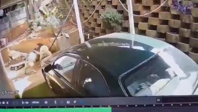 فیلم لحظه غافلگیری دزد توسط سگ‌های نگهبان