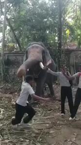 فیلم لحظه لمس فیل توسط کودک کنجکاو